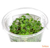Hydrocortyle tripartita in-vitro - fishbox