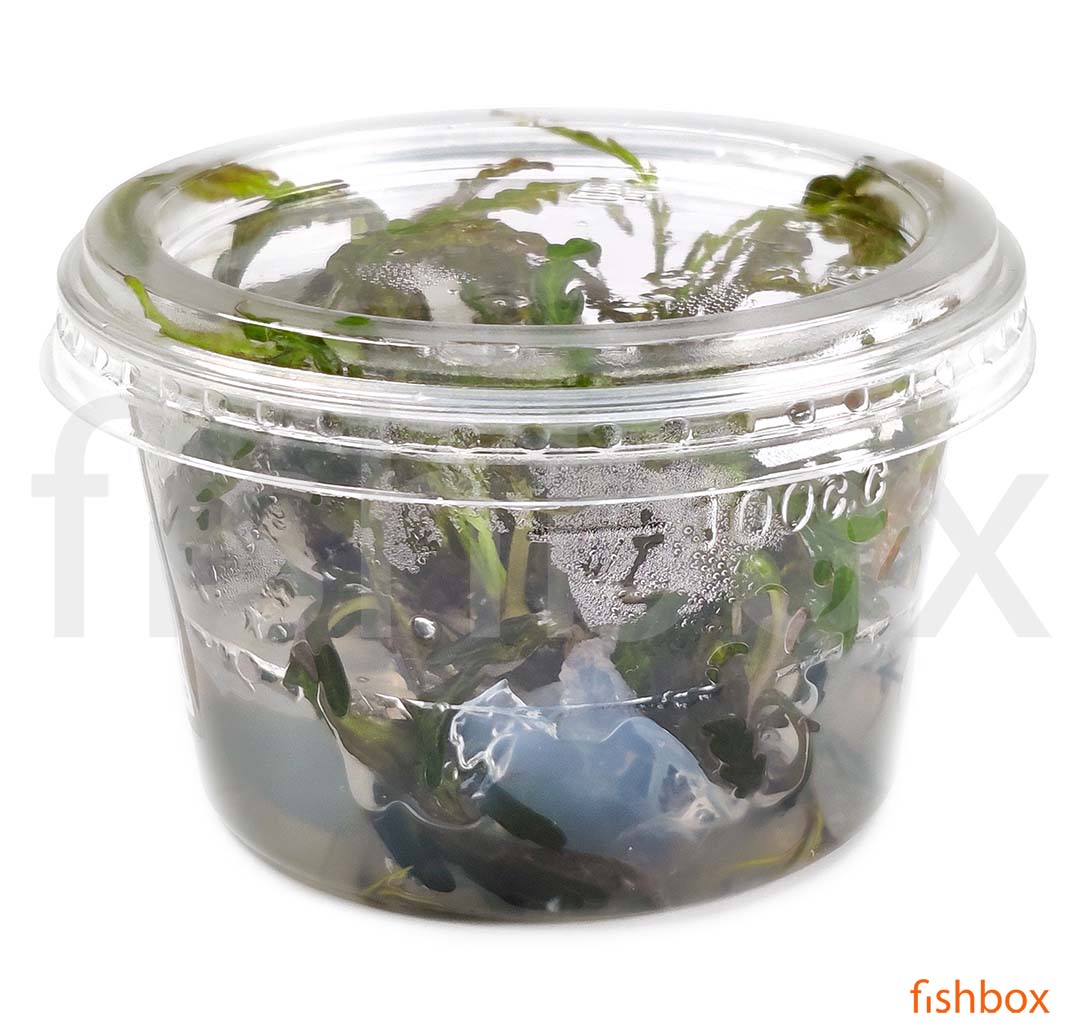 Hygrophila Pinnatifida in-vitro - fishbox