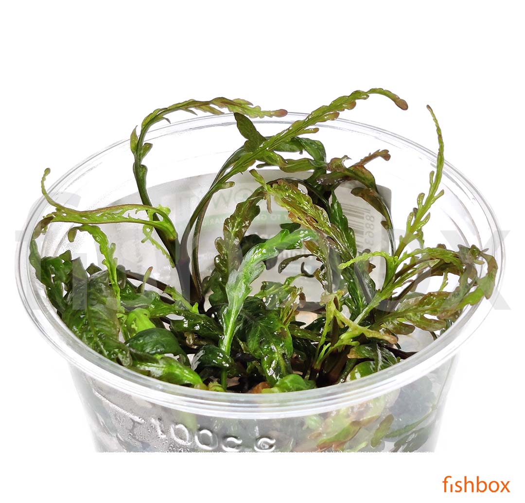 Hygrophila Pinnatifida in-vitro - fishbox