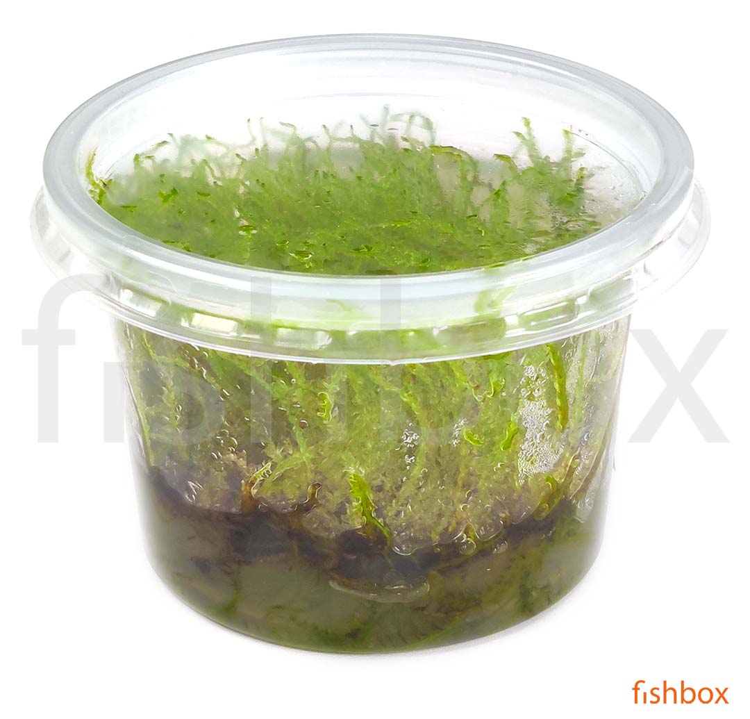 Versicularia Montagnei in-vitro - fishbox