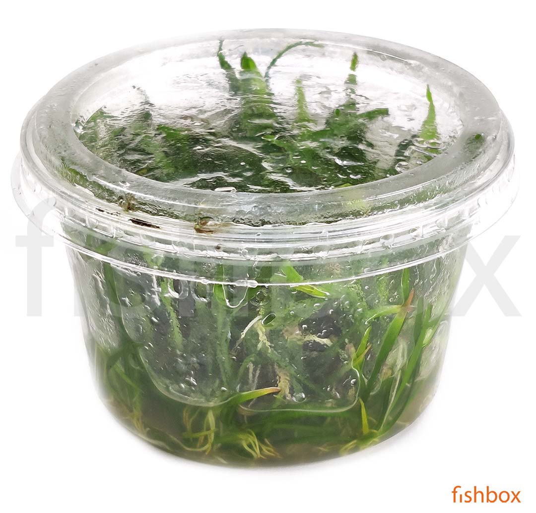 Helanthium Tenellus 'Green' in vitro - fishbox