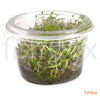 Ludwigia arcuata in-vitro - fishbox