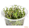 Ludwigia arcuata in-vitro - fishbox