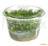 Pogostemon Erectus in-vitro - fishbox