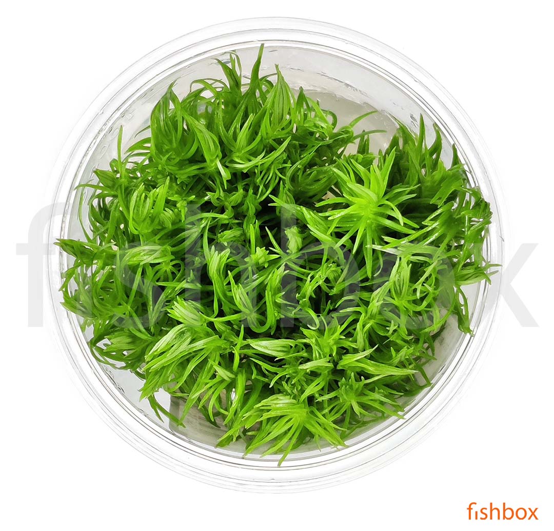 Pogostemon Erectus in-vitro - fishbox