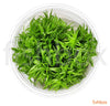 Pogostemon Erectus in-vitro - fishbox