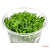 Pogostemon Erectus in-vitro - fishbox