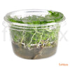 Pogostemon helferi in-vitro - fishbox