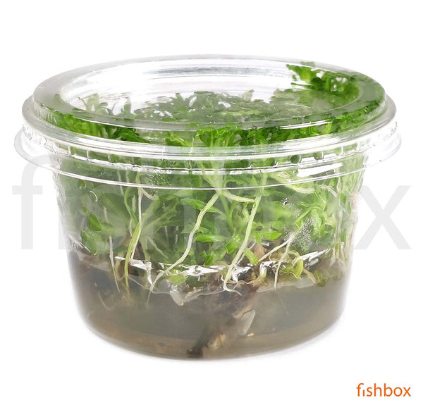 Pogostemon helferi in-vitro - fishbox