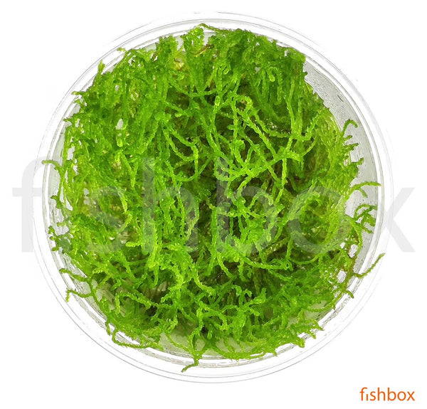 Taxiphyllum barbieri 'Spiky Moss' in-vitro - fishbox