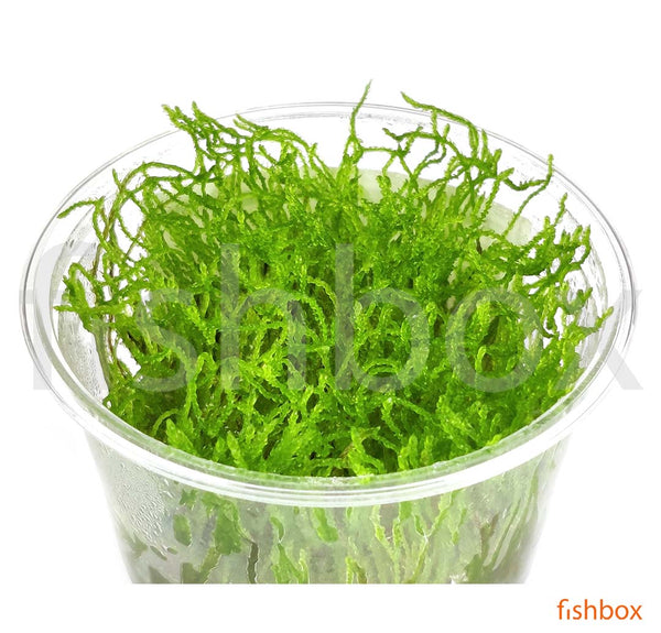 Taxiphyllum barbieri 'Spiky Moss' in-vitro - fishbox