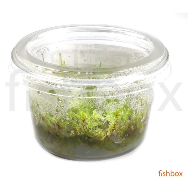Vesicularia montagnei 'Christmas Moss' in-vitro - fishbox