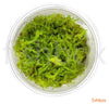Vesicularia montagnei 'Christmas Moss' in-vitro - fishbox