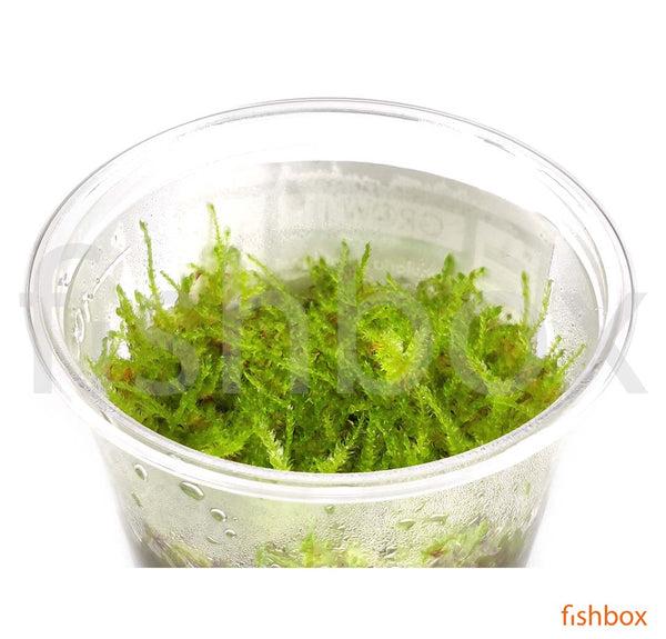 Vesicularia montagnei 'Christmas Moss' in-vitro - fishbox