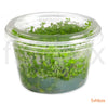 Micranthemum 'Monte Carlo' in-vitro - fishbox