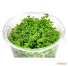 Micranthemum 'Monte Carlo' in-vitro - fishbox