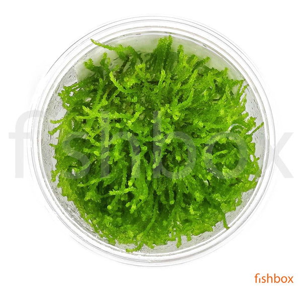 Vesicularia ferriei 'Weeping Moss' in-vitro - fishbox