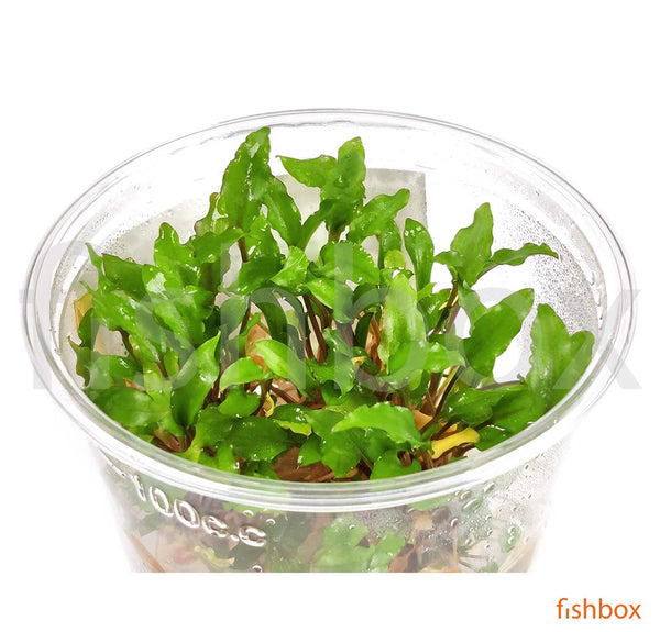 Cryptocoryne wendtii 'Green' in-vitro - fishbox