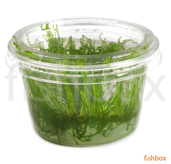 Taxiphyllum 'Flame Moss' in-vitro - fishbox