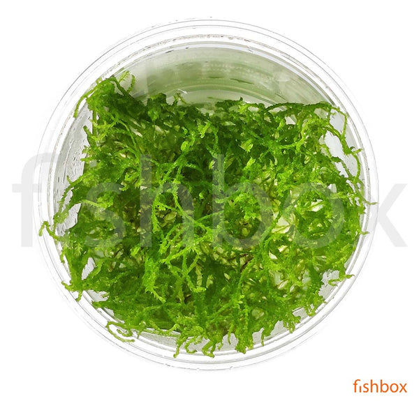 Taxiphyllum 'Flame Moss' in-vitro - fishbox