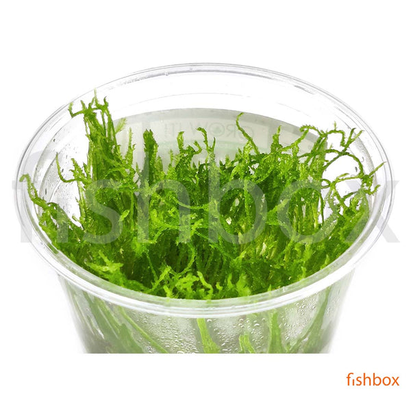 Taxiphyllum 'Flame Moss' in-vitro - fishbox