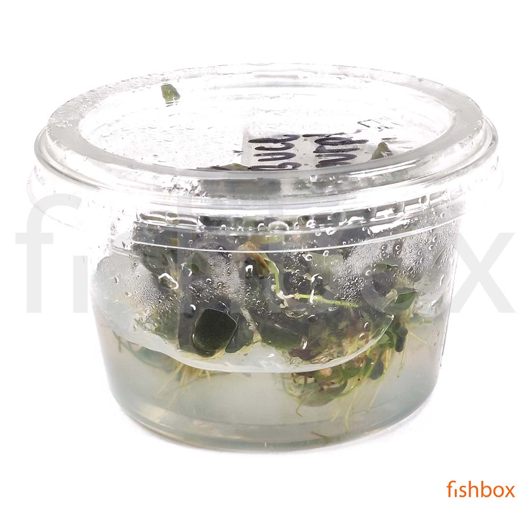 Bucephalandra brownie 'Purple' in-vitro - fishbox