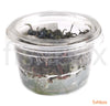 Bucephalandra 'Kedagang' in-vitro - fishbox