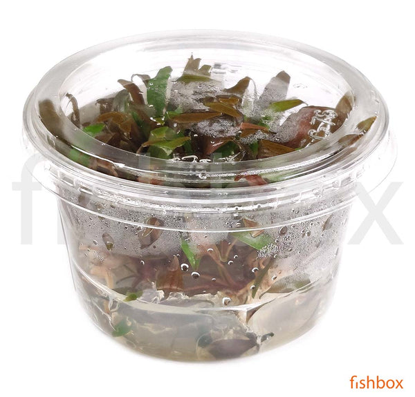 Cryptocoryne undulatus 'Red' in-vitro - fishbox