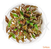 Cryptocoryne undulatus 'Red' in-vitro - fishbox