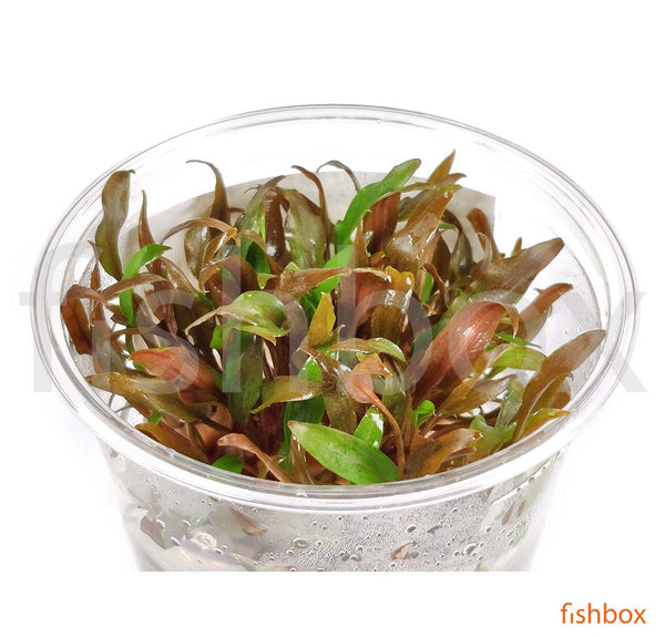 Cryptocoryne undulatus 'Red' in-vitro - fishbox