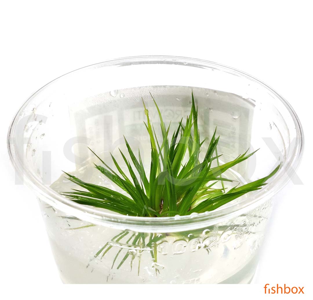 Eriocaulon polaris in-vitro - fishbox