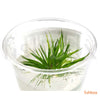 Eriocaulon polaris in-vitro - fishbox