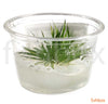 Eriocaulon polaris in-vitro - fishbox