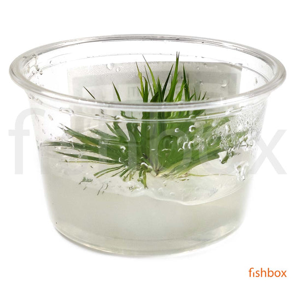 Eriocaulon polaris in-vitro - fishbox