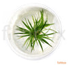 Eriocaulon polaris in-vitro - fishbox