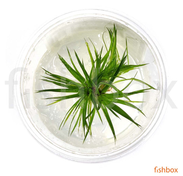 Eriocaulon polaris in-vitro - fishbox