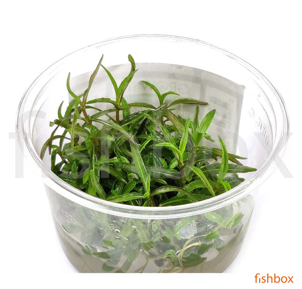 Hygrophila lancea 'Araguaia' in-vitro - fishbox