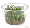 Hygrophila lancea 'Araguaia' in-vitro - fishbox