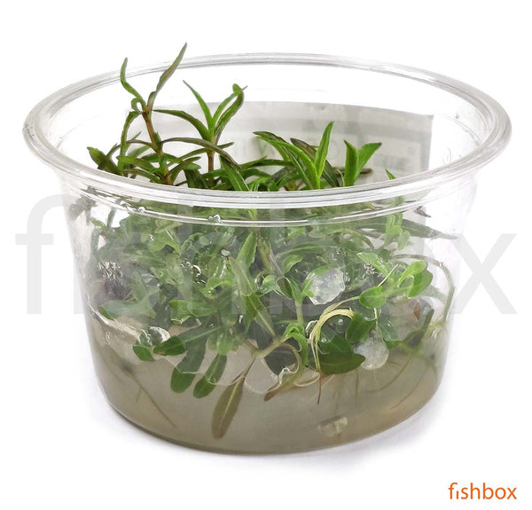 Hygrophila lancea 'Araguaia' in-vitro - fishbox