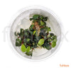 Bucephalandra brownie 'Blue' in-vitro - fishbox