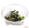 Bucephalandra brownie 'Blue' in-vitro - fishbox