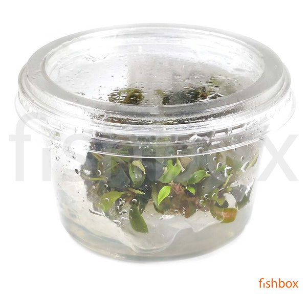 Bucephalandra sp. 'Batang Kawa' in-vitro - fishbox