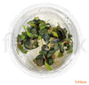 Bucephalandra sp. 'Batang Kawa' in-vitro - fishbox