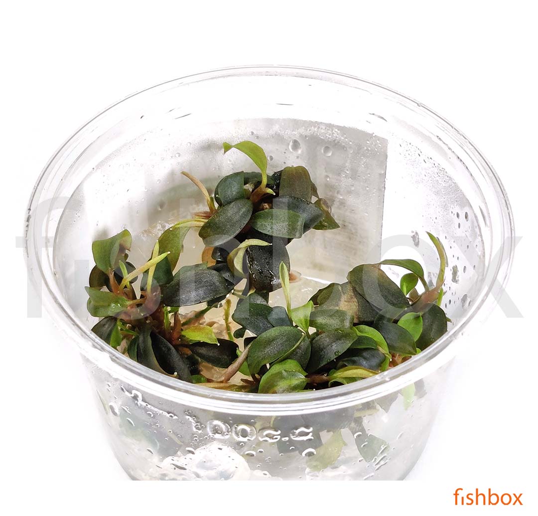 Bucephalandra sp. 'Batang Kawa' in-vitro - fishbox