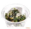Bucephalandra sp. 'Batang Kawa' in-vitro - fishbox
