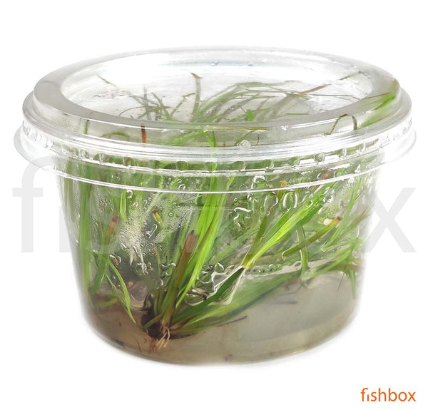 Juncus repens in-vitro - fishbox