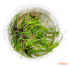 Juncus repens in-vitro - fishbox