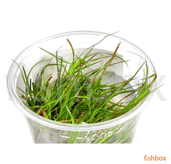 Juncus repens in-vitro - fishbox