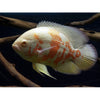 Astronotus ocellatus - oskar / Oscar
