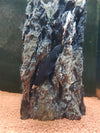 Apteronotus albifrons